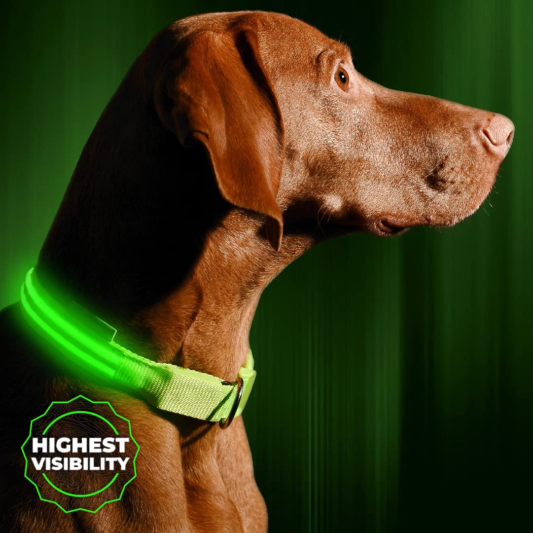 ILLUMISEEN Rechargeable LED Dog Collar
